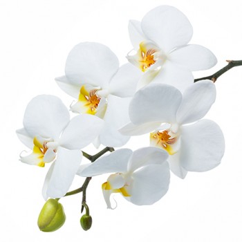 Стол обеденный Танго белый/Орхидея в Краснокаменске - krasnokamensk.mebel54.com | фото